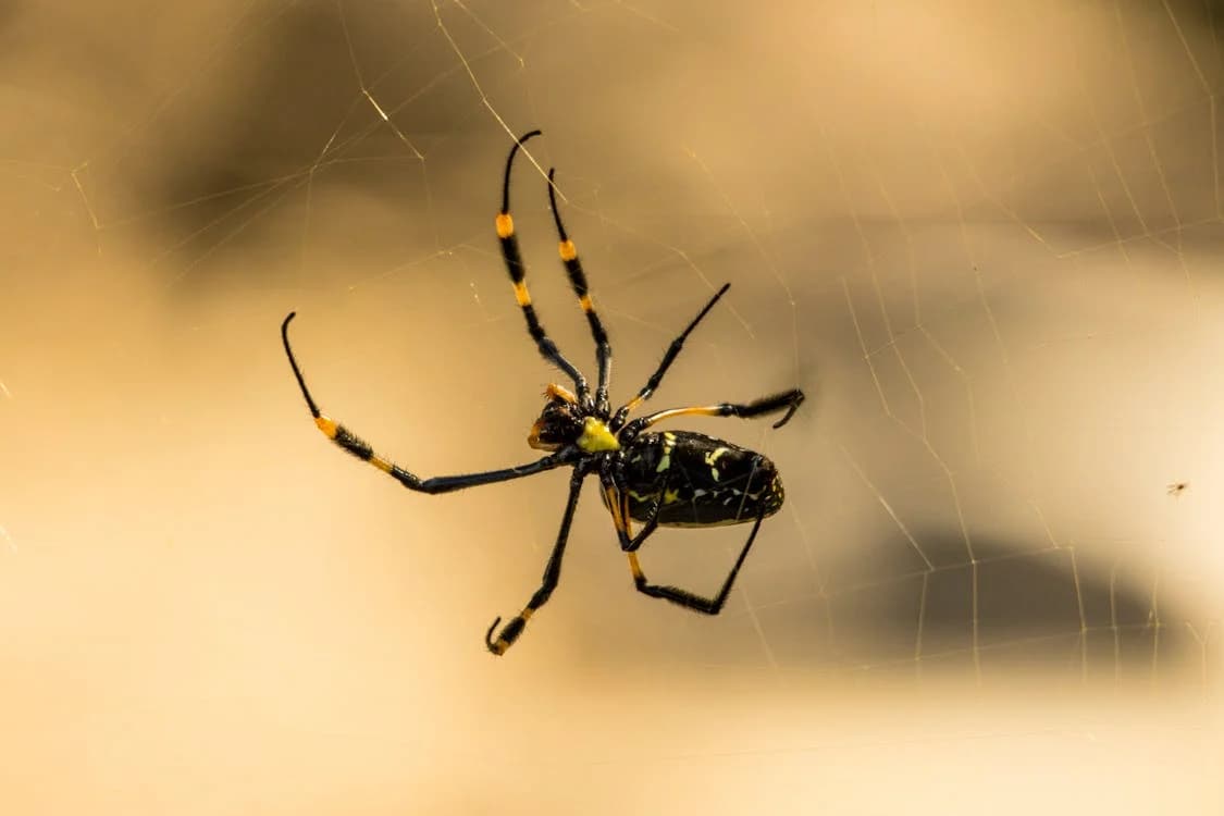 Domain Trends 2025: A Frenetic Dance of Dots, Words & Chaos